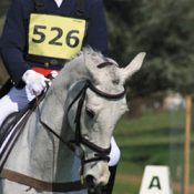 7_AshdaleCruiseMaster